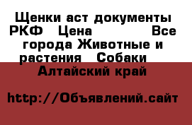 Щенки аст документы РКФ › Цена ­ 15 000 - Все города Животные и растения » Собаки   . Алтайский край